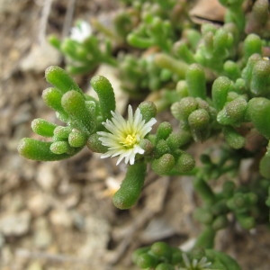 Photographie n°97591 du taxon Mesembryanthemum nodiflorum L. [1753]