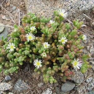 Photographie n°97594 du taxon Mesembryanthemum nodiflorum L. [1753]