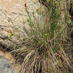 Photographie n°97598 du taxon Carex extensa Gooden. [1794]