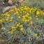  Hugues Tinguy - Helichrysum italicum (Roth) G.Don [1830]