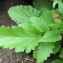  Hugues Tinguy - Scrophularia trifoliata var. trifoliata