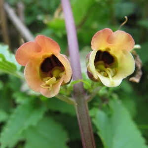  - Scrophularia trifoliata var. trifoliata