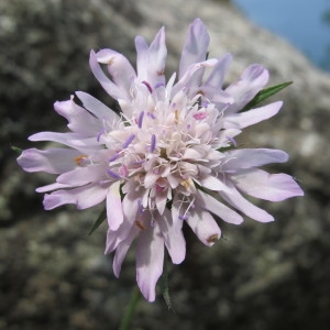 Photographie n°97617 du taxon Knautia integrifolia (L.) Bertol. [1836]