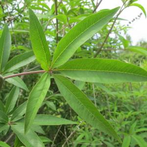 Photographie n°97628 du taxon Vitex agnus-castus L. [1753]