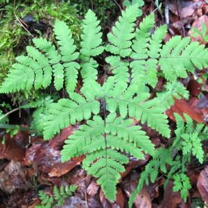 Photographie n°97635 du taxon Gymnocarpium dryopteris (L.) Newman [1851]