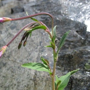 Photographie n°97639 du taxon Epilobium collinum C.C.Gmel. [1826]