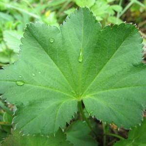 Alchemilla vulgaris subsp. alpestris sensu auct. (Alchémille alpestre)