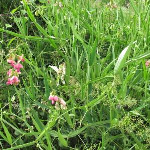 Photographie n°97649 du taxon Lathyrus sylvestris L. [1753]