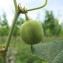  Hugues Tinguy - Aristolochia clematitis L. [1753]