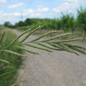 Photographie n°97660 du taxon Brachypodium pinnatum (L.) P.Beauv. [1812]