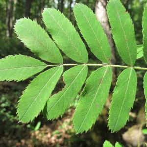 Photographie n°97664 du taxon Sorbus domestica L. [1753]