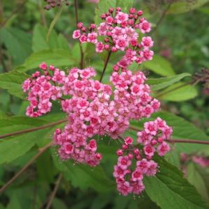  - Spiraea japonica L.f. [1782]