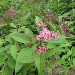  - Spiraea japonica L.f. [1782]