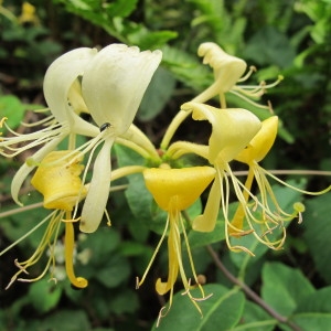 Photographie n°97676 du taxon Lonicera periclymenum L. [1753]