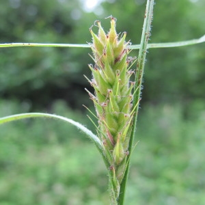 Carex hirta L. (Laiche hérissée)