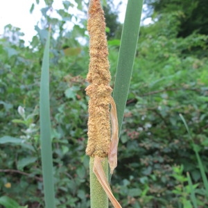 Typha latifolia L. (Massette à larges feuilles)