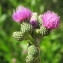  Hugues Tinguy - Cirsium monspessulanum (L.) Hill [1768]