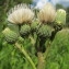  Hugues Tinguy - Cirsium monspessulanum (L.) Hill [1768]