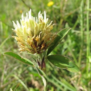 Photographie n°97687 du taxon Trifolium ochroleucon Huds. [1762]