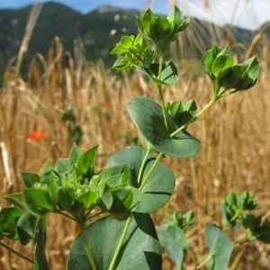 Photographie n°97688 du taxon Bupleurum rotundifolium L. [1753]