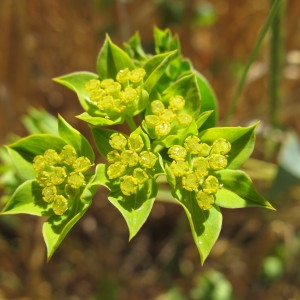 Photographie n°97691 du taxon Bupleurum rotundifolium L. [1753]