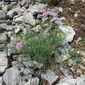 Photographie n°97703 du taxon Centranthus angustifolius (Mill.) DC. [1805]