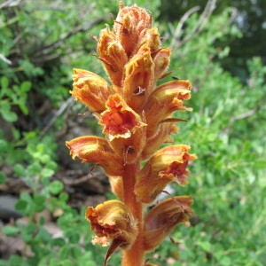 Photographie n°97709 du taxon Orobanche gracilis Sm. [1798]