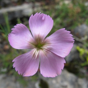 Photographie n°97711 du taxon Dianthus sylvestris Wulfen [1786]