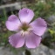  Hugues Tinguy - Dianthus sylvestris Wulfen [1786]