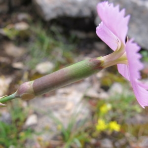 Photographie n°97712 du taxon Dianthus sylvestris Wulfen [1786]