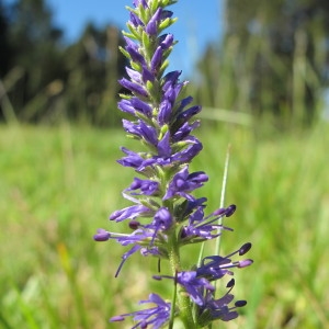 Photographie n°97713 du taxon Veronica spicata L. [1753]