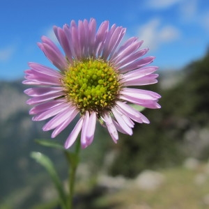 Erigeron alpinus var. unifloroides (Vierh.) Briq. & Cavill. (Vergerette glabre)