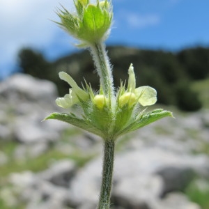 Photographie n°97738 du taxon Sideritis hyssopifolia L. [1753]