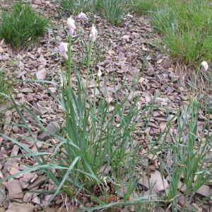 Photographie n°97763 du taxon Allium narcissiflorum Vill. [1779]