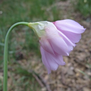 Photographie n°97764 du taxon Allium narcissiflorum Vill. [1779]