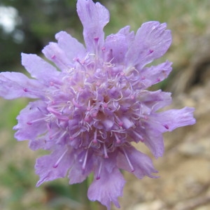 Asterocephalus graminifolius (L.) Spreng. (Scabieuse à feuilles de graminée)