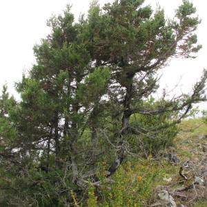 Photographie n°97772 du taxon Juniperus thurifera L. [1753]