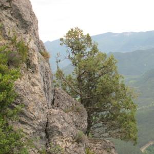 Photographie n°97773 du taxon Juniperus thurifera L. [1753]