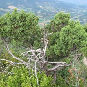 Photographie n°97774 du taxon Juniperus thurifera L. [1753]