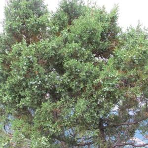 Photographie n°97775 du taxon Juniperus thurifera L. [1753]