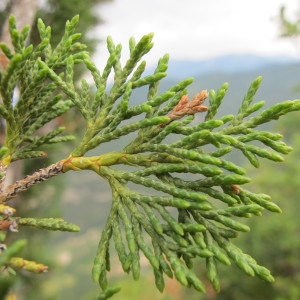 Juniperus thurifera L. (Genévrier à encens)