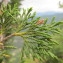  Hugues Tinguy - Juniperus thurifera L. [1753]