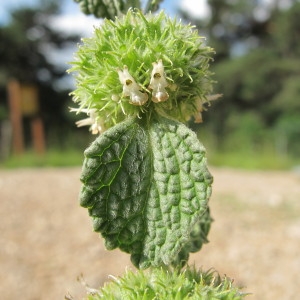 Photographie n°97782 du taxon Marrubium vulgare L. [1753]