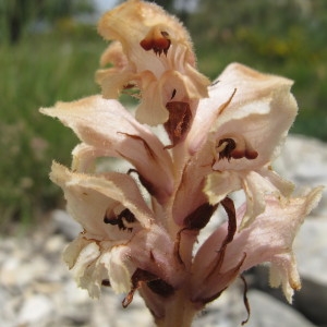 Photographie n°97786 du taxon Orobanche caryophyllacea Sm. [1798]