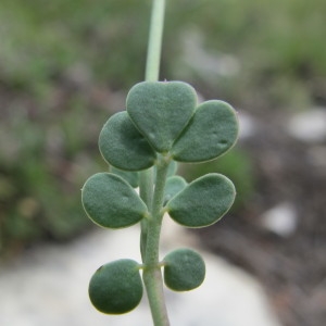 Photographie n°97799 du taxon Coronilla minima L. [1756]