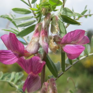 Photographie n°97805 du taxon Vicia pannonica Crantz [1769]