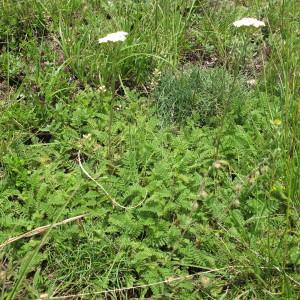 Photographie n°97807 du taxon Achillea odorata L. [1759]