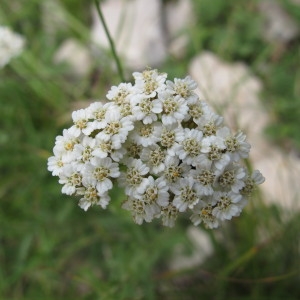 Photographie n°97810 du taxon Achillea odorata L. [1759]