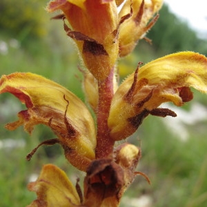 Photographie n°97815 du taxon Orobanche gracilis Sm. [1798]