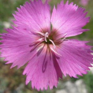 Photographie n°97820 du taxon Dianthus sylvestris Wulfen [1786]